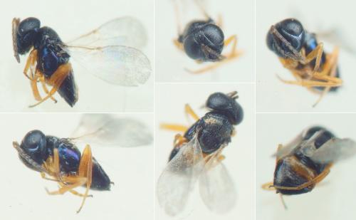 Réf. 234 724 : Ooencyrtus telenomicida
